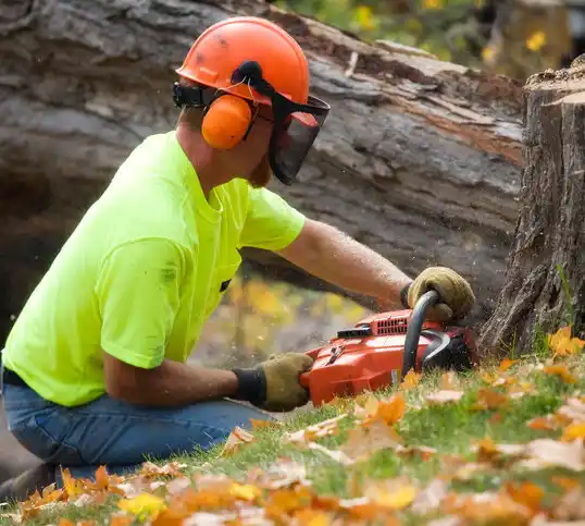 tree services Proctor